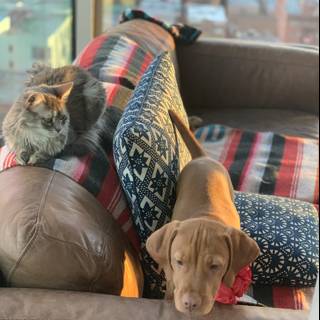 Furry Friends Relaxing on the Cozy Couch