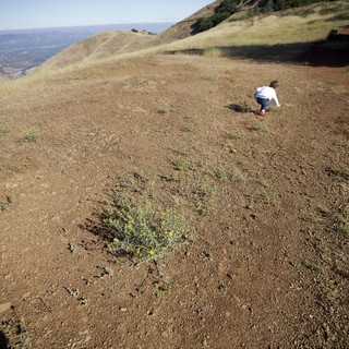 Toddler Explores the Ridge of Mount Diablo
