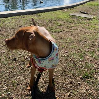 Lake Adventure Pup