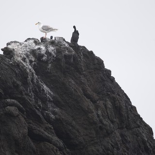 Seagull and Cormorants Perched on Rocky Coastal Cliff