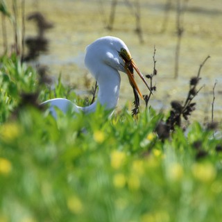 Great Egret Hunting with Fresh Catch at Wetlands