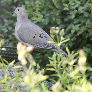 Mourning Dove Perched on Garden Railing