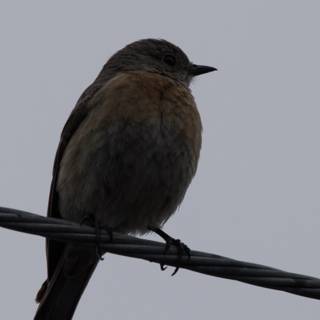 Perched Majesty