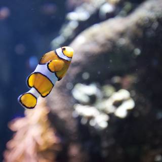 Amphiprion in its Aquatic Home