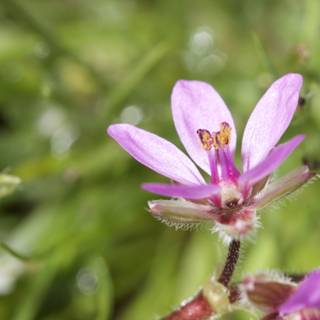 A Close-up of a Geranium Flower