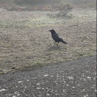 Lone Raven on the Road