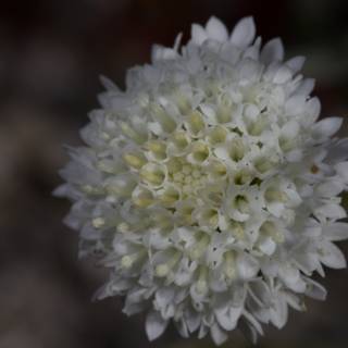 Elegant white chrysanthemum