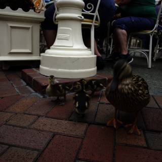 Ducks on a Stroll at Disneyland