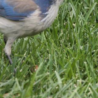 A Glimpse Through the Grass