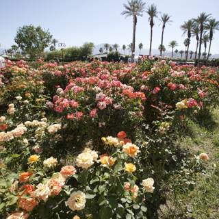 A Serene Rose Garden in the Heart of the Park