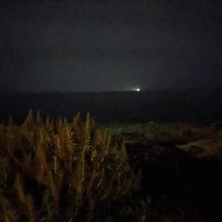 Illuminating the Night Sea