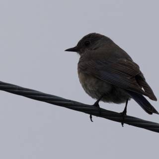 Perched in Profile: A Feathered Silhouette