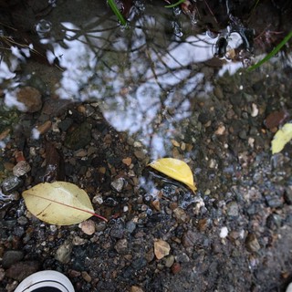 pathway or trail