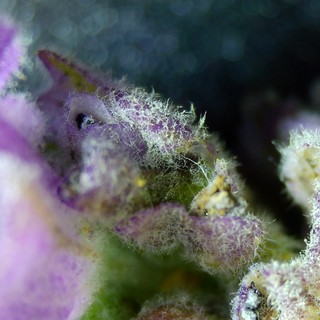 Camouflaged Seahorse Hidden Among Purple Coral