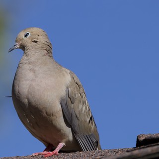Mourning Dove Portrait Against Clear Blue Sky