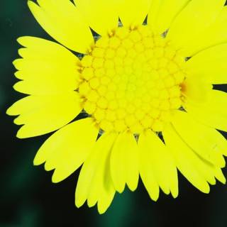Radiant Yellow Daisy