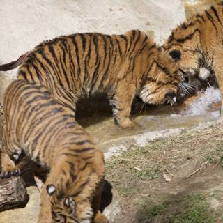 Thirsty Tigers at the Stream
