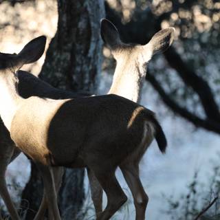 Morning Encounter in Carmel Valley
