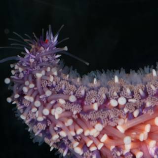 Purple Sea Anemone with White Dots