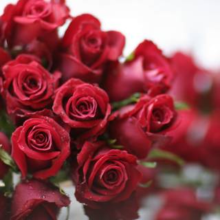 A Beautiful Bouquet of 13 Red Roses