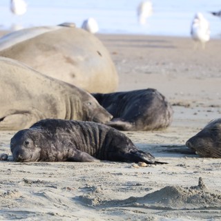 Elephant Seal Pup Resting Among Adults at Drakes Beach