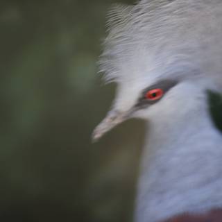 Majestic Crane Bird with Red Eyes
