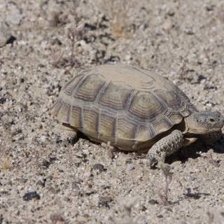 Desert Turtle Explorer