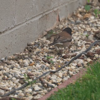 Dark-Eyed Junco Foraging on Gravel Path