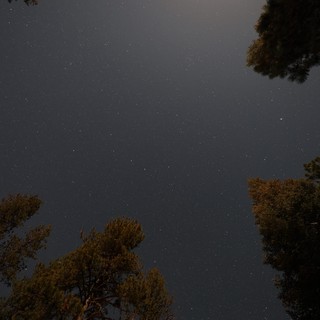 Starry Night Sky Through Pine Canopy at Lassen