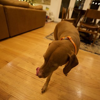 Vizsla Dog in Downward Stretch on Christmas Eve