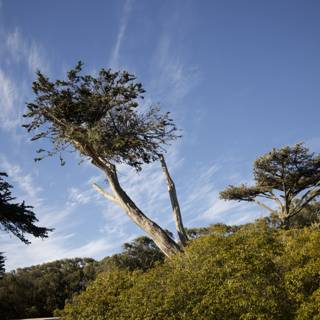 The Sky-Kissing Eucalyptus: An Afternoon at SF Zoo