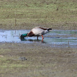Male Mallard Duck Foraging in Shallow Wetland Waters