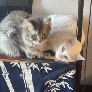 Feline Friends on a Tabletop