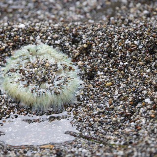 Green Sea Anemone Stranded at Low Tide