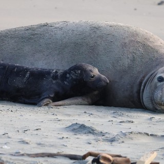 Mother Elephant Seal with Newborn Pup on Beach