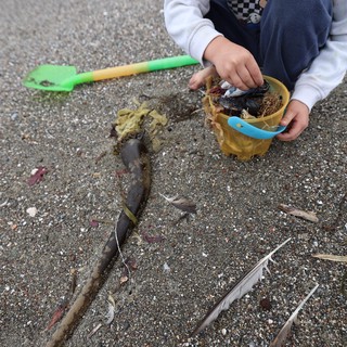Young Explorer Collecting Beach Treasures in a Bucket