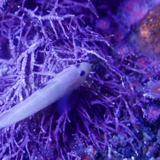 Marine Miniature: The Small Fish and Purple Seaweed