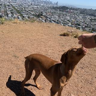 Feeding Time at Bernal Heights Park
