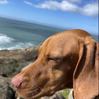 Peaceful Pup by the Ocean
