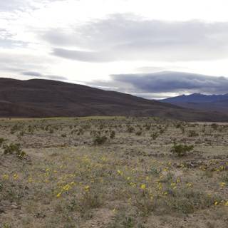 Yellow Flowers on the Plateau