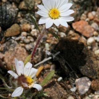 A pair of beautiful white daisies growing by the rocks