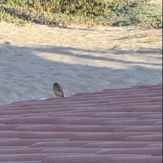 Morning Perch
