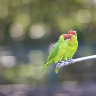 Two Parakeets Perched on Metal Pole