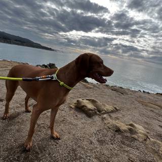 Rocky Beach Adventure with My Loyal Vizsla