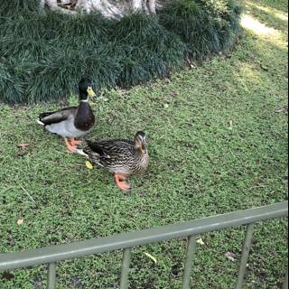 Two Mallard Ducks in Nature
