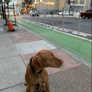 A Canine Companion on the Sidewalk