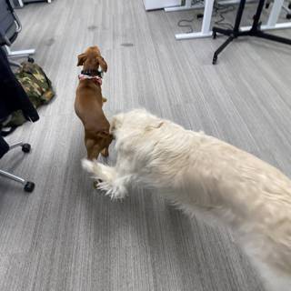 Office Canine Playdate
