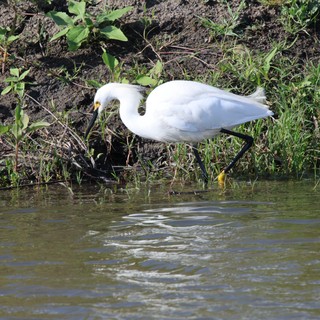 Snowy Egret Foraging Along Wetland Shore