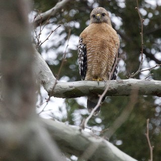 Red-Shouldered Hawk Perched on Winter Branch