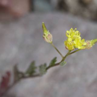 A Lone Yellow Blossom